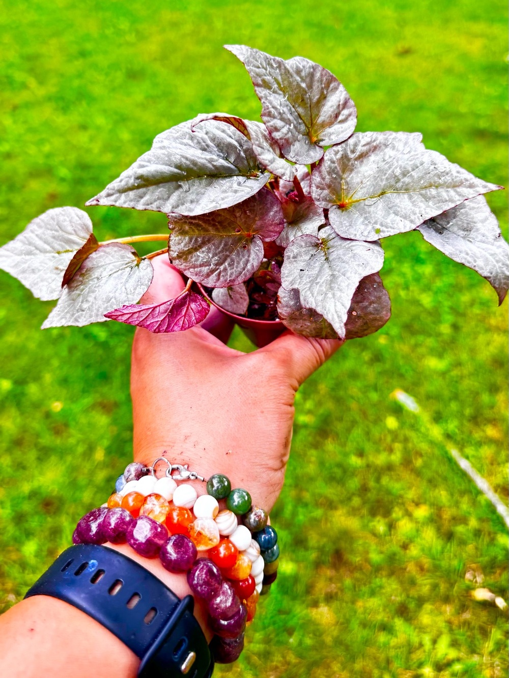 Begonia Rex silver limbo